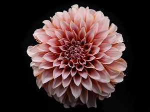 Class B 1st: Pink Dahlia by Robert McCue