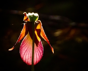 Pink Lady Slipper - Photo by Quyen Phan