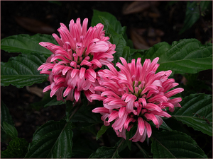 Pink Starburst - Photo by Susan Case