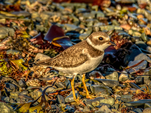 Piping Plover on the beach - Photo by Frank Zaremba MNEC