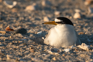 Piping Plover Sitting on Her Nest - Photo by Lorraine Cosgrove