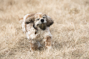 Pippa-The Best Day Ever - Photo by Elaine Ingraham