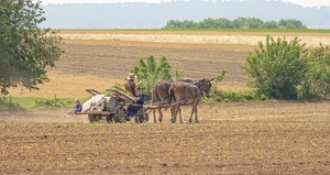 Planting Day - Photo by Mark Tegtmeier