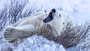 Polar Bear Plays in Willow Sprouts - Photo by Eric Wolfe