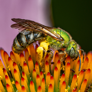 Class A 1st: pollen powered by Chris Wilcox