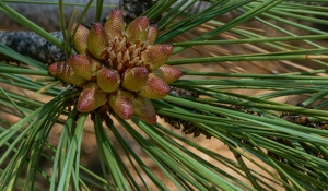 Ponderosa Pince cones - Photo by Jim Patrina