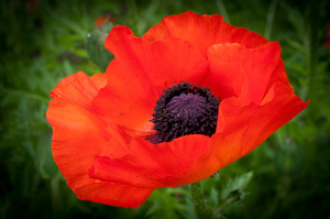 poppy - Photo by John Parisi