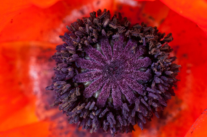 poppy - Photo by John Parisi