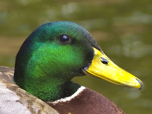 Class B HM: Portrait of a Mallard by Quyen Phan