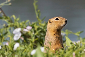 Prairie Dog Day - Photo by Eric Wolfe