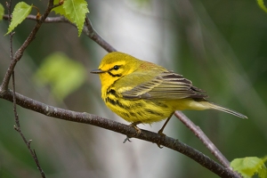 Class A 1st: Prairie Warbler by Jeff Levesque