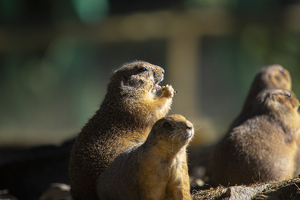 Praise the Sun God - Photo by Richard Busch