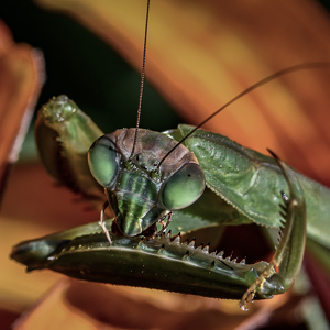 Praying Mantis cleaning up after a meal - Photo by Frank Zaremba MNEC