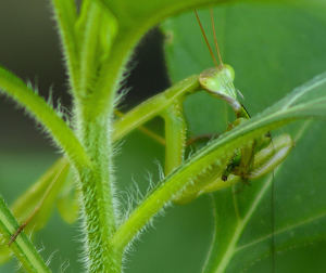 Praying Mantis Dinner - Photo by Bill Latournes