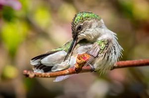 Preening her feathers - Photo by Merle Yoder