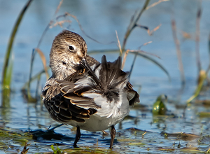 Preening Sanderling - Photo by René Durbois