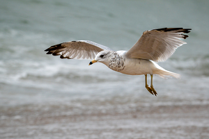 Prepare to Land - Photo by Bill Payne