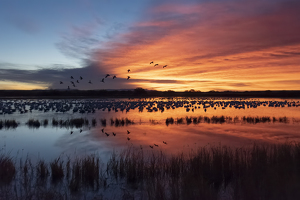 Salon HM: Preparing For Liftoff At Bosque Del Apache Wildlife Refuge, by Lorraine Cosgrove