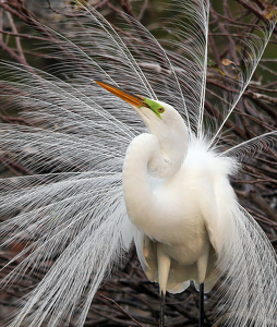 Pretty Boy - Photo by Ron Thomas