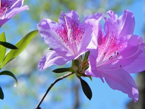 Pretty in pink and blue. - Photo by Cheryl Picard