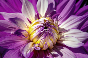 Pretty In Pink - Photo by Mary Anne Sirkin