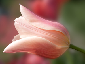 Pretty in Pink - Photo by Quannah Leonard