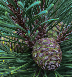 Pretty Pinecones - Photo by Linda Miller-Gargano