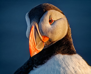 Salon HM: Pretty Puffin by John McGarry