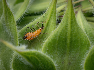 Class B 2nd: Prickly Predator by Karin Lessard