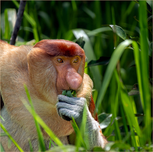 Proboscis Monkey with the Munchies - Photo by Susan Case