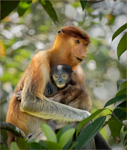 Proboscis Monkeys - Momma and Baby - Photo by Susan Case