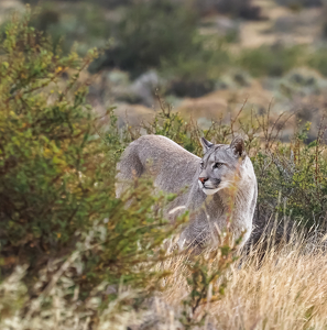 Puma Up From Its Nap - Photo by Quannah Leonard