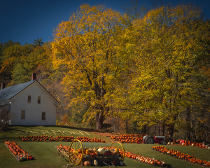 Pumpkin Picking in Autumn - Photo by Amy Keith