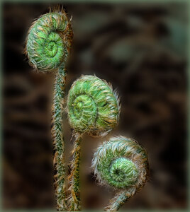 Punk Rock Fiddleheads - Photo by John Straub