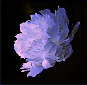 Purple Cloud Peony - Photo by Bruce Metzger