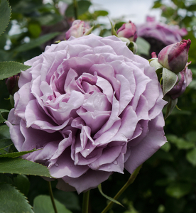 Purple Rose - Photo by Julie Keller