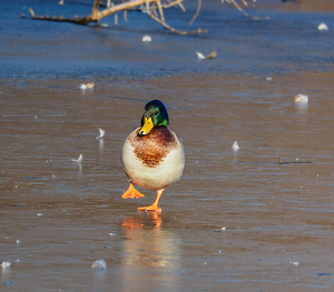 Put Your Best Foot Forward - Photo by Marylou Lavoie