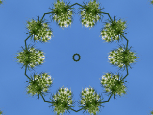 Queen anne's lace or spiders holding hands - Photo by Harold Grimes