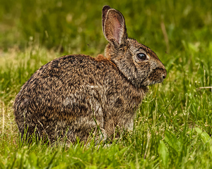 Rabbit in the grass - Photo by Frank Zaremba MNEC