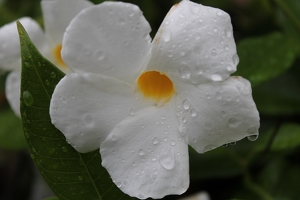 Rain Drops - Photo by James Haney