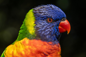 Rainbow Lorikeet - Photo by Eric Wolfe