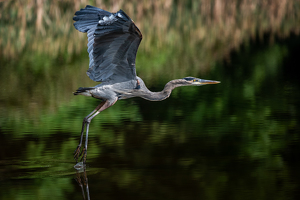 Raise the Landing Gear - Photo by Bill Payne