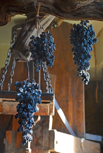 Raisins In The Sun - Photo by Louis Arthur Norton