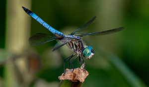 Ready for his close up - Photo by Libby Lord