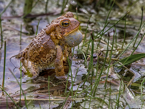 Ready to start croaking - Photo by Frank Zaremba MNEC