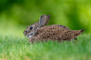 Ready To Take Flight - Photo by Alison Wilcox