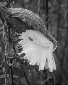 Ready To Take Flight - Photo by Karin Lessard