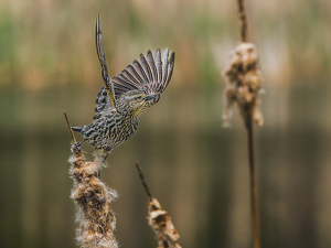 Ready to take off - Photo by Frank Zaremba MNEC