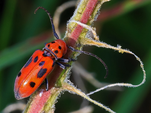 Red and Black by Bill Latournes