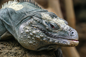 Class B 2nd: Red Eyed Rock Iguana by Ian Veitzer